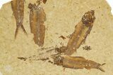 Fossil Fish (Knightia) Mortality Plate - Wyoming #327795-1